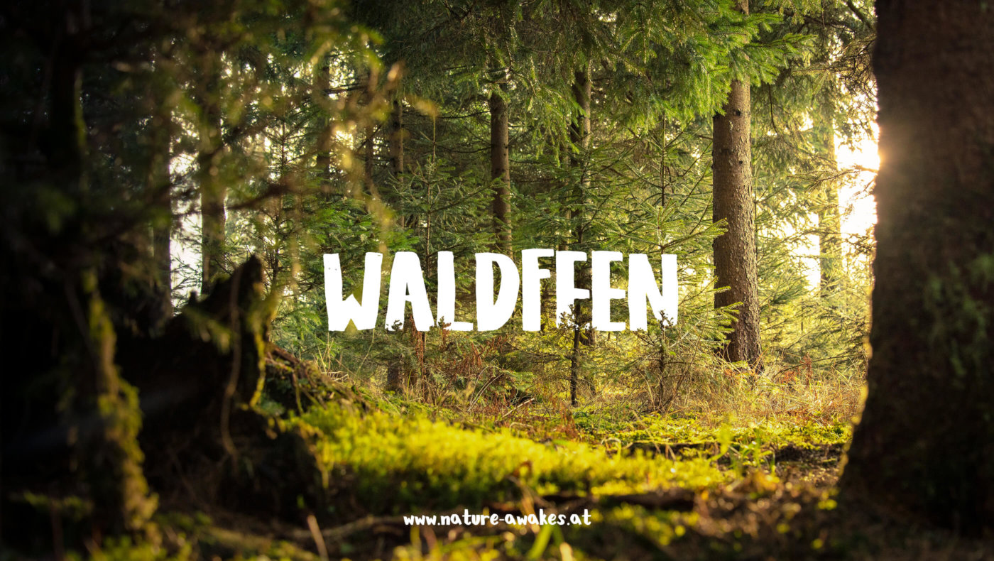 Waldfeen Sujet
