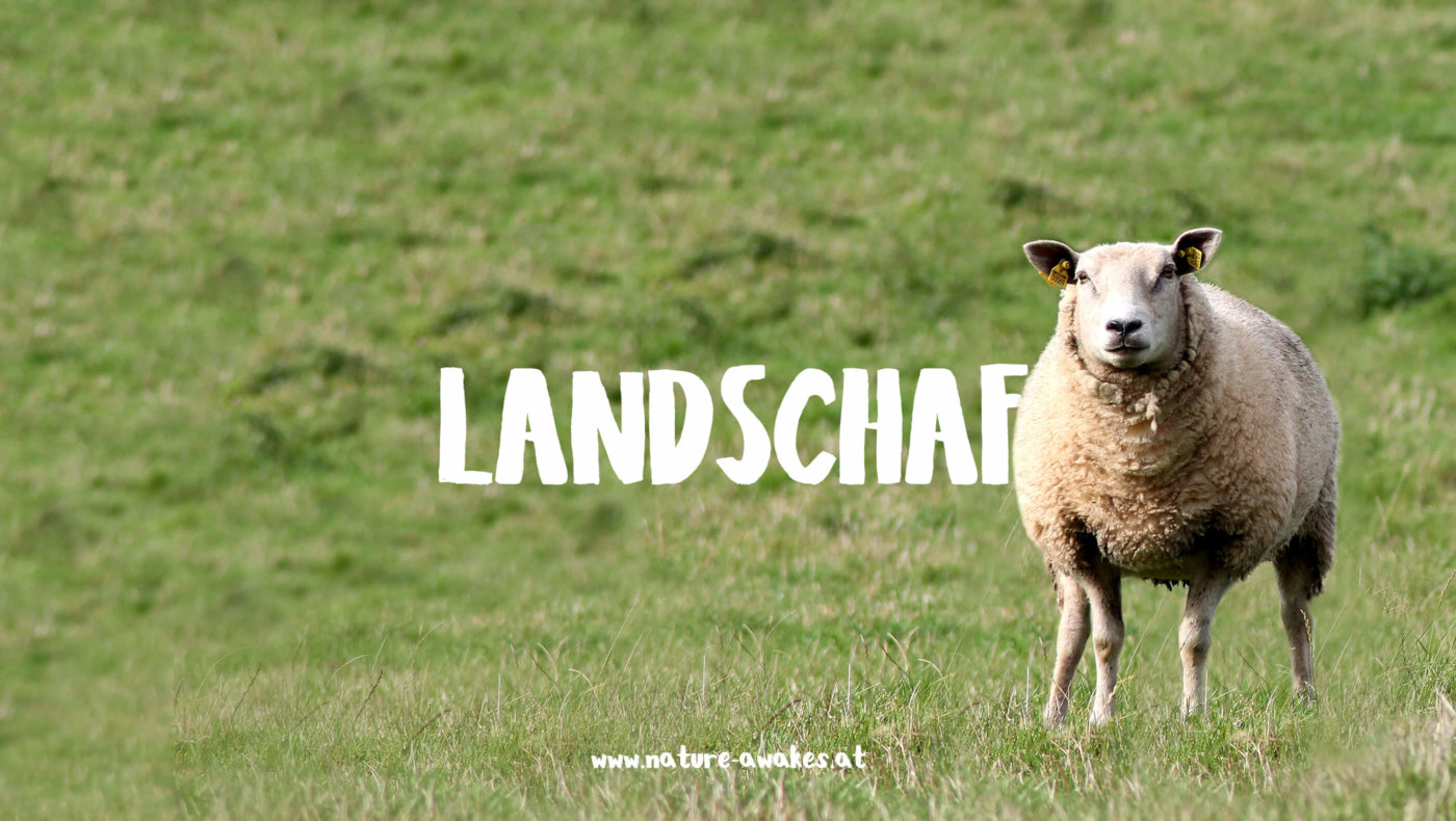 Landschaf Sujet