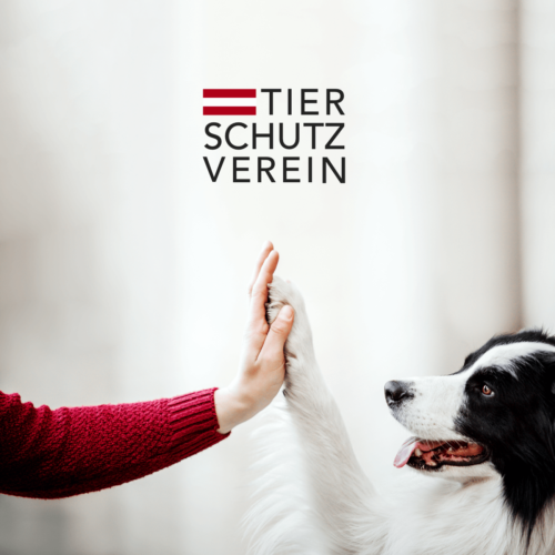 Projekt Österreichischer Tierschutzverein, rebellcreative.at