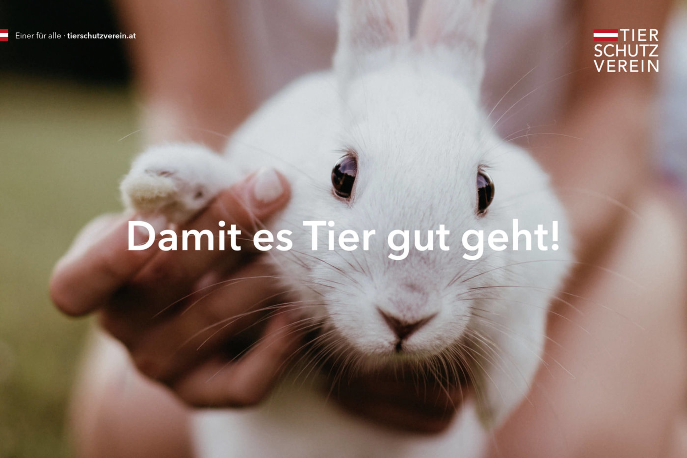 Rebell Creative für den Österreichischen Tierschutzverein