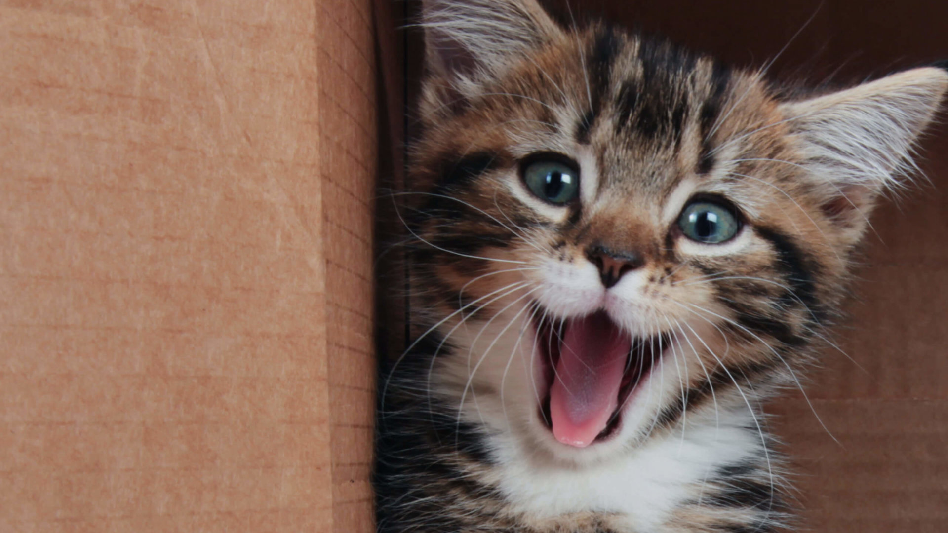 Rebell Creative für den Österreichischen Tierschutzverein