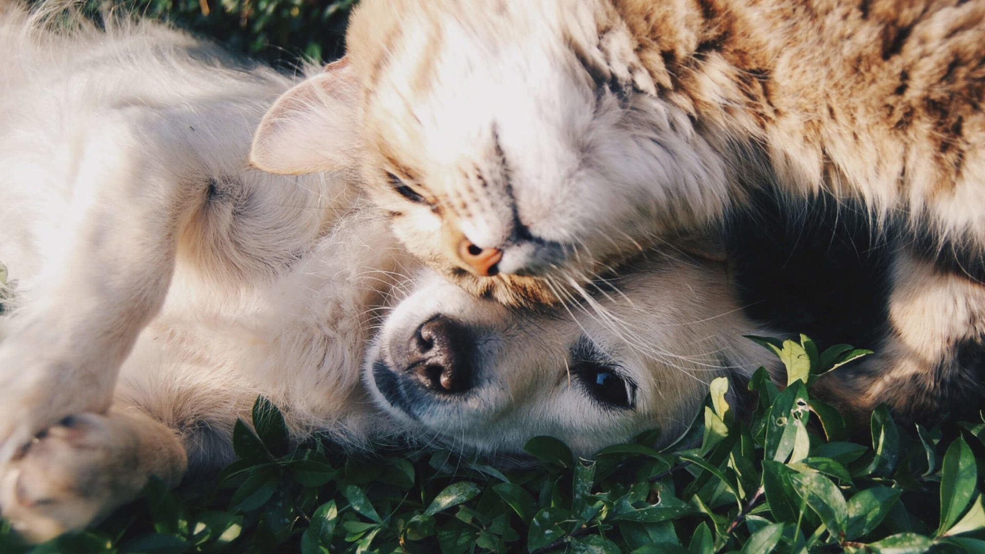 Rebell Creative für den Österreichischen Tierschutzverein