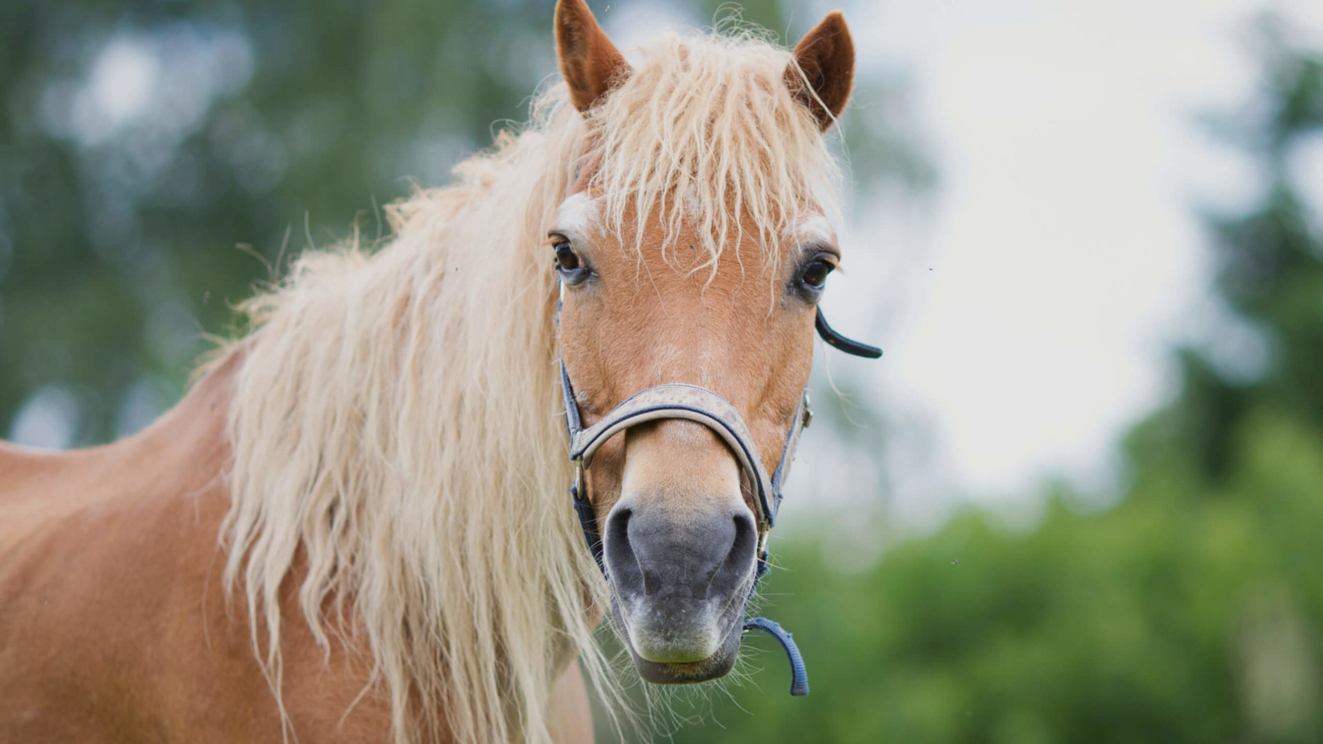 Rebell Creative für den Österreichischen Tierschutzverein